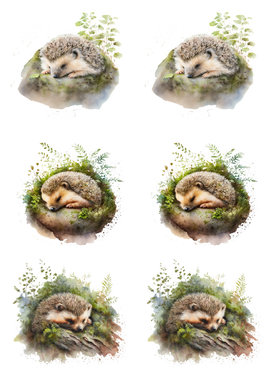 Rice Paper For Decoupage Sleeping Hedgehog Collage Cat. No. 4817