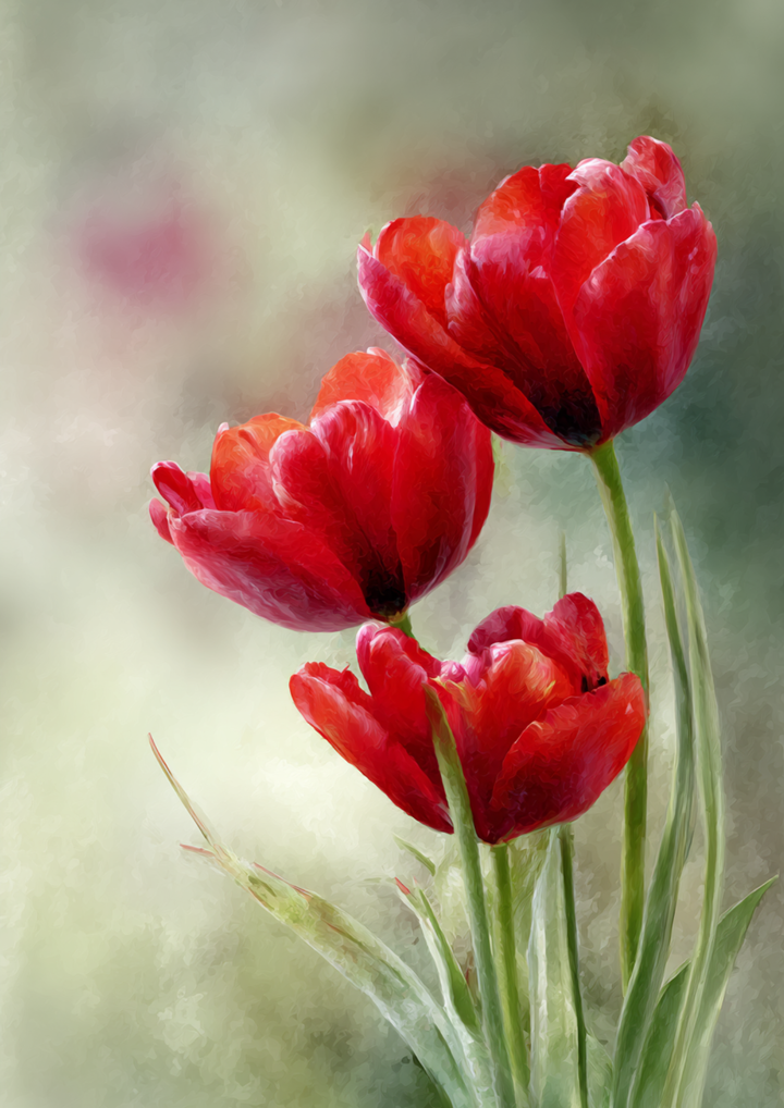 Rice Paper For Decoupage Spring Red Tulips Full  Cat. No. 9533
