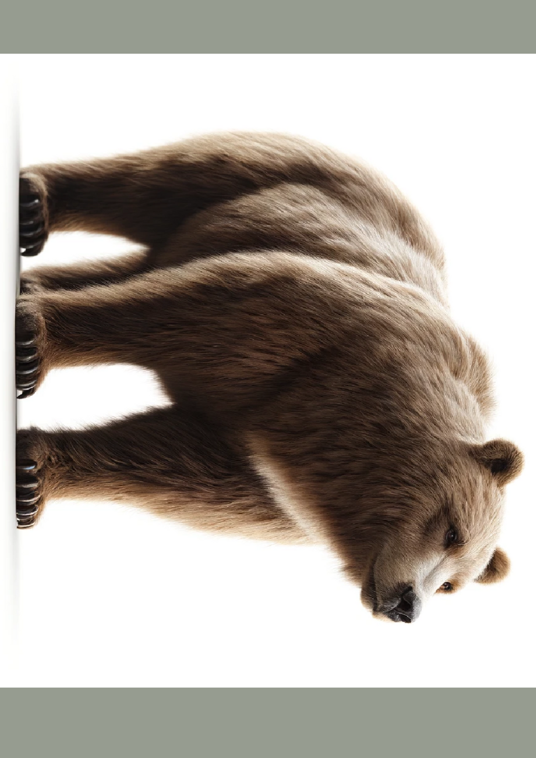 Reispapier für Decoupage Grizzlybär Vollkatze Nr. 1116