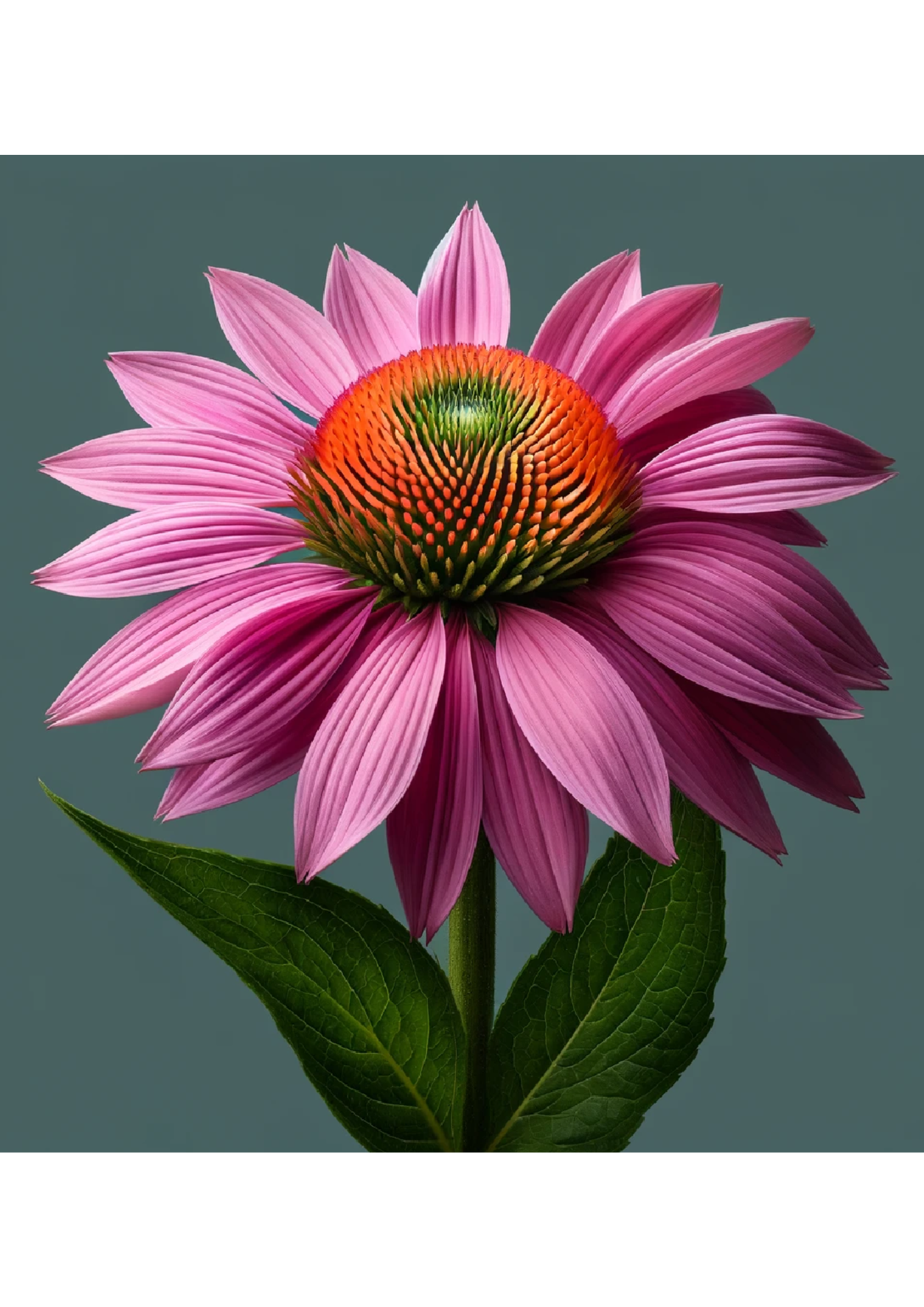 Rice Paper For Decoupage Echinacea Full Cat No. 1066