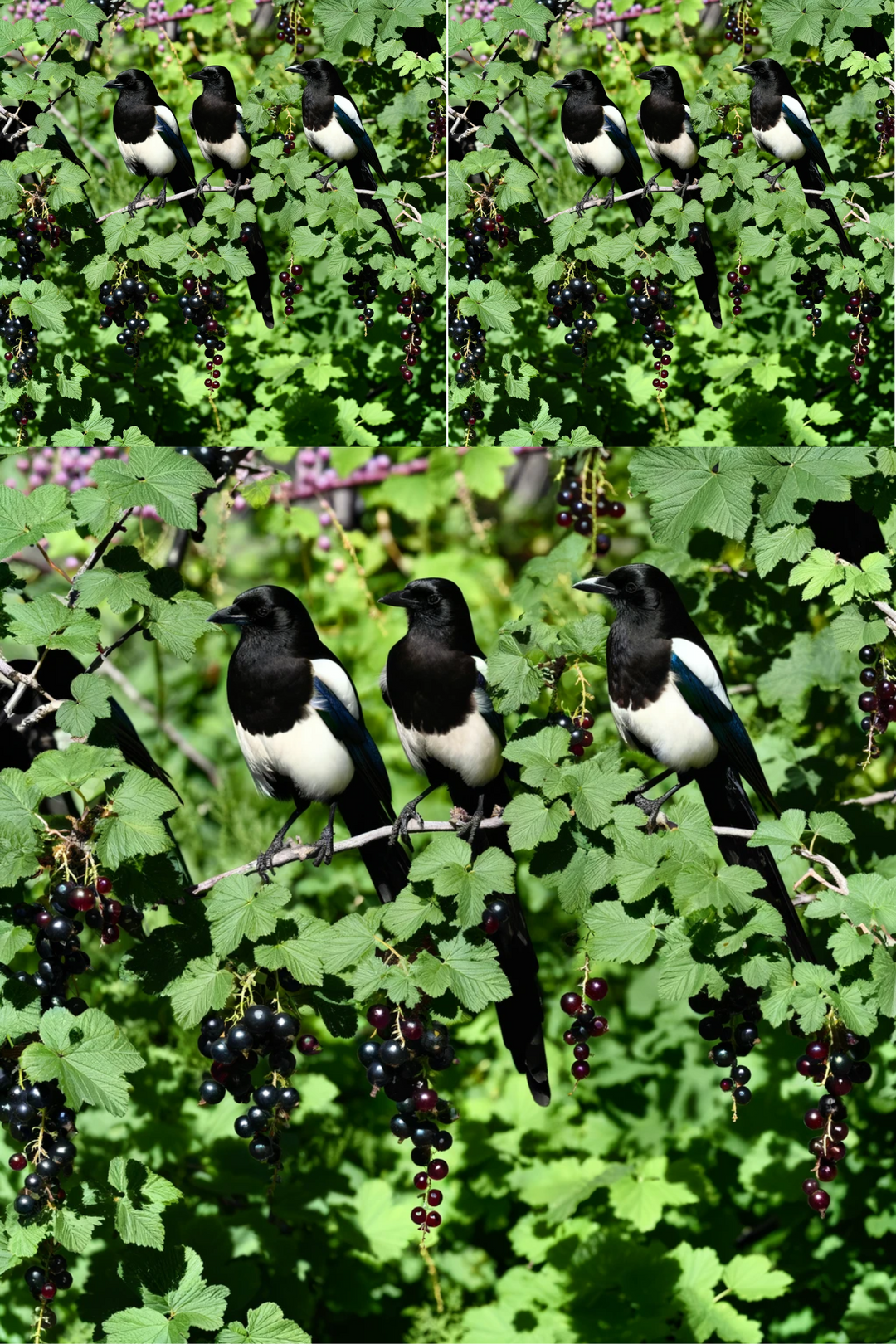 Rice Paper For Decoupage Magpies On Blackcurrant Collage Cat No. 799